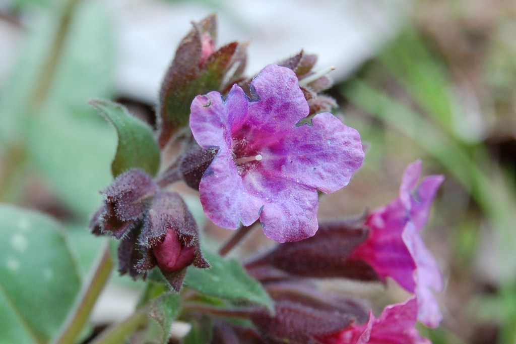 Pulmonaria officinalis